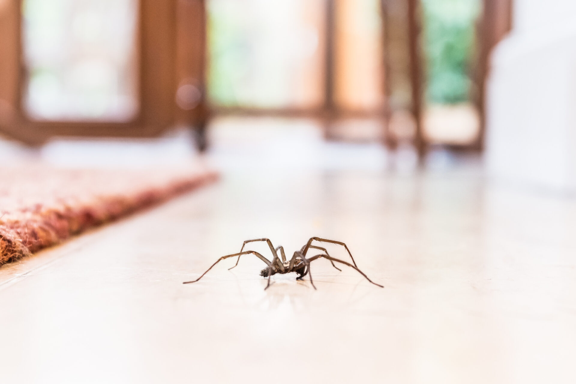 Spider Safety, News List