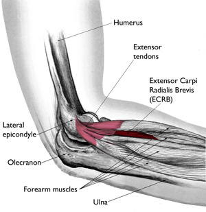 elbow joint muscles