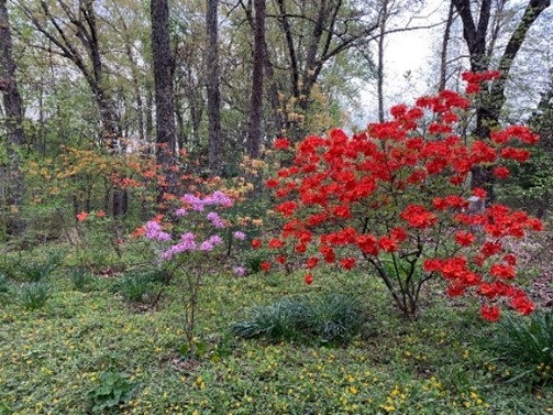 Native azaleas growing on the property of Ivan Cordrey, radiation oncology researcher