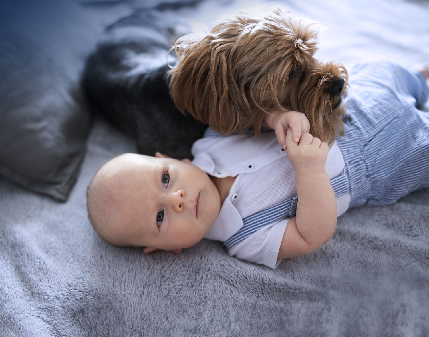 Brown dog snuggling with baby